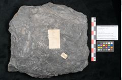 Foto (Objekt + Etikett) von Plantae indet.  (NHMW-GEO-2024-0188-11544)